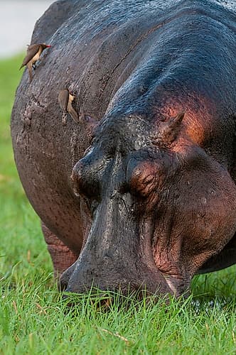 Close-up of a hippopotamus grazing on a grass island Chobe River-Chobe National Park-Botswana Art Print